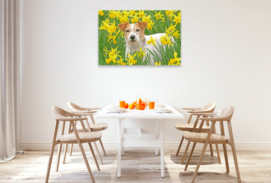 Toile textile haut de gamme Toile textile haut de gamme 120 cm x 80 cm paysage Jack Russell Terrier dans un champ plein de jonquilles jaunes en fleurs. 