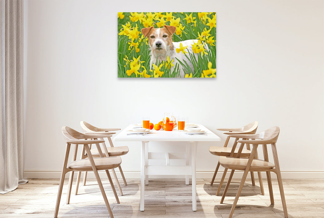 Premium Textil-Leinwand Premium Textil-Leinwand 120 cm x 80 cm quer Jack Russell Terrier in einem Feld voll gelber, blühender Narzissen.