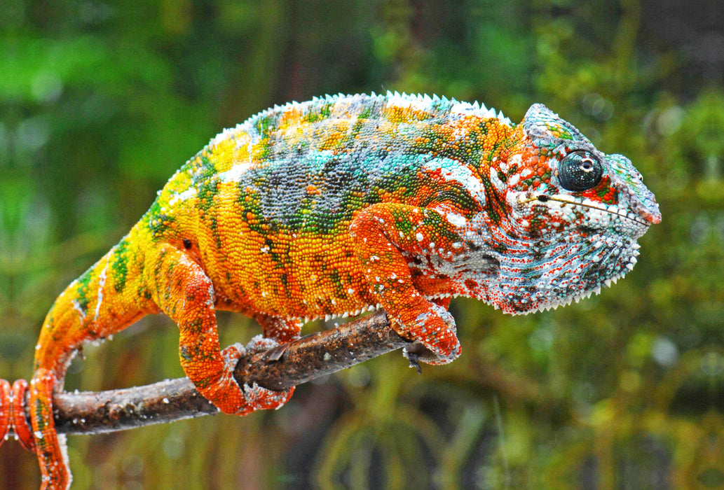 Premium textile canvas Premium textile canvas 120 cm x 80 cm landscape panther chameleon in all the bright colors of the rainbow. 