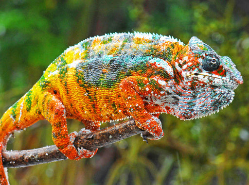 Panther-Chamäleon in allen leuchtenden Farben des Regenbogens. - CALVENDO Foto-Puzzle - calvendoverlag 29.99