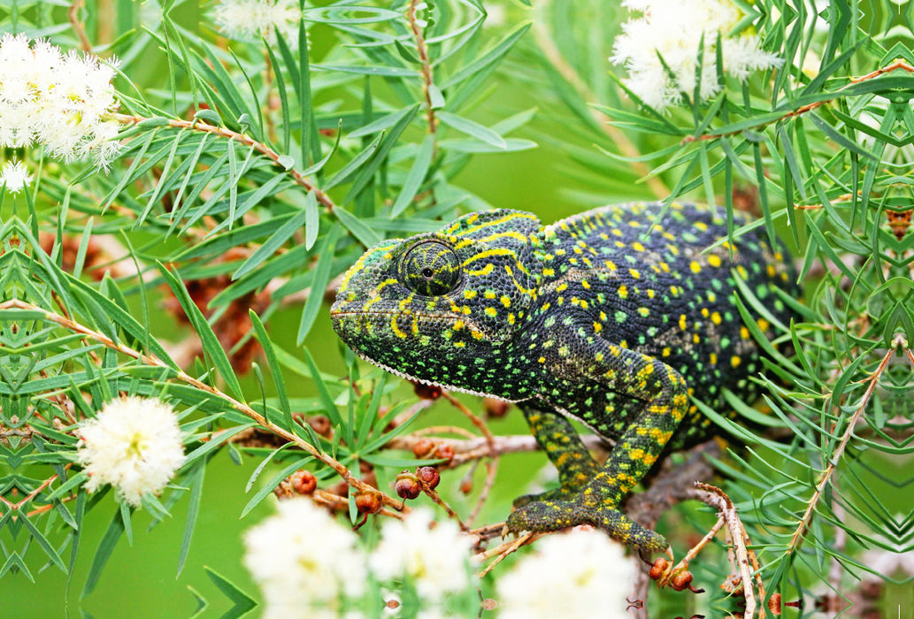 Premium textile canvas Premium textile canvas 120 cm x 80 cm landscape European chameleon sits camouflaged in a bush. 