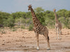 Giraffen im Etosha Nationalpark - CALVENDO Foto-Puzzle - calvendoverlag 79.99