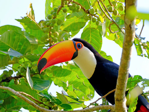 Riesentukan (Ramphastos Toco) - CALVENDO Foto-Puzzle - calvendoverlag 33.99