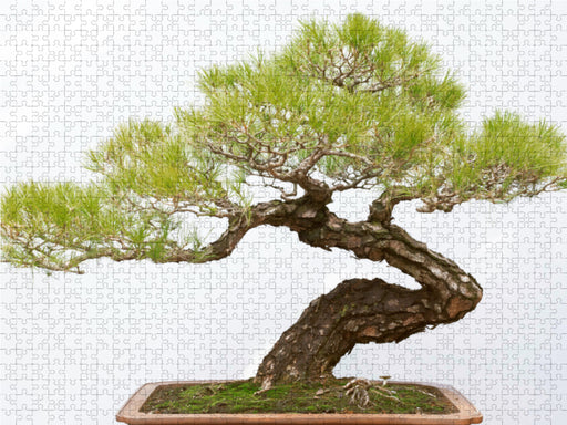 Prächtiger Bonsai Baum, Sichuan Provinz, China. - CALVENDO Foto-Puzzle - calvendoverlag 29.99