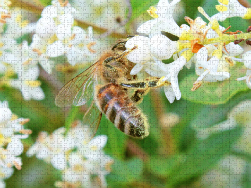 Honig-Biene ist über und über mit Blütenstaub bedeckt. - CALVENDO Foto-Puzzle - calvendoverlag 29.99