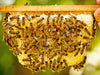 Imker zeigt eine seiner Bienenwaben mit vielen Honigbienen. - CALVENDO Foto-Puzzle - calvendoverlag 29.99