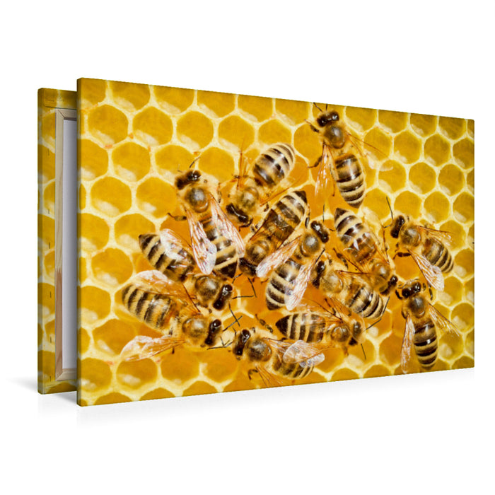 Premium Textil-Leinwand Premium Textil-Leinwand 120 cm x 80 cm quer Honigbienen auf einer frisch aufgebauten Wabe.