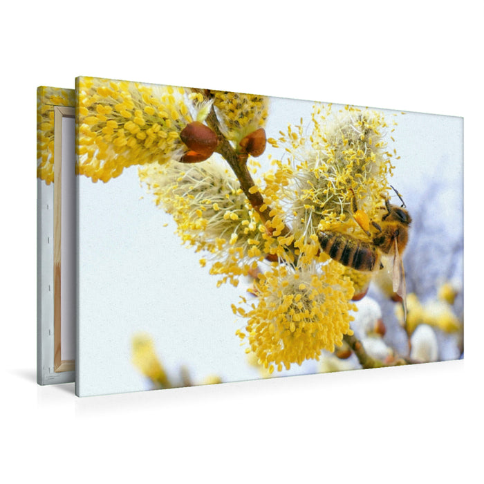 Premium Textil-Leinwand Premium Textil-Leinwand 120 cm x 80 cm quer Frühlingsbote - Honigbiene beim Bestäuben eines Weidenkätzchens.