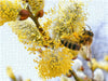 Frühlingsbote - Honigbiene beim Bestäuben eines Weidenkätzchens. - CALVENDO Foto-Puzzle - calvendoverlag 29.99
