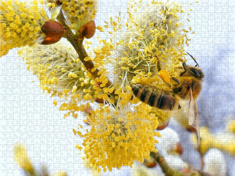 Frühlingsbote - Honigbiene beim Bestäuben eines Weidenkätzchens. - CALVENDO Foto-Puzzle - calvendoverlag 29.99