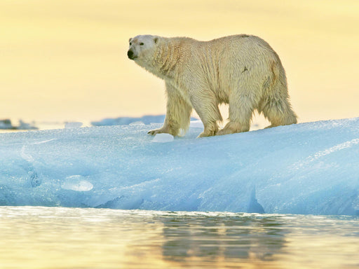 Prächtiger Eisbär vor einem leuchtenden Sonnenuntergang. - CALVENDO Foto-Puzzle - calvendoverlag 29.99