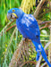 Farbenfrohe Papageien: Hyazinth-Ara. - CALVENDO Foto-Puzzle - calvendoverlag 29.99