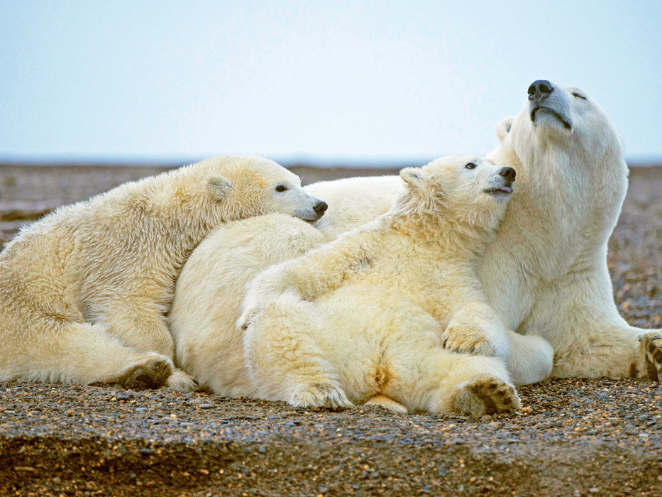 Zwei jungen Eisbären ist langweilig. - CALVENDO Foto-Puzzle - calvendoverlag 29.99