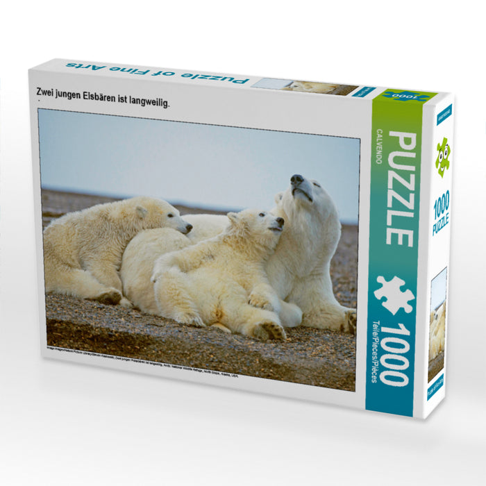 Zwei jungen Eisbären ist langweilig. - CALVENDO Foto-Puzzle - calvendoverlag 29.99