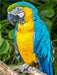 Farbenfrohe Papageien: Gelbbrust-Ara. - CALVENDO Foto-Puzzle - calvendoverlag 29.99