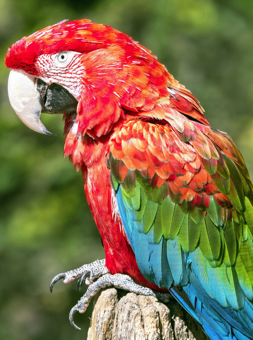 Farbenfrohe Papageien: Grünflügel-Ara. - CALVENDO Foto-Puzzle - calvendoverlag 29.99