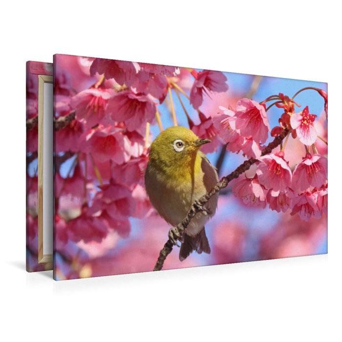 Premium Textil-Leinwand Premium Textil-Leinwand 120 cm x 80 cm quer Ein Japan-Brillenvogel inmitten rosafarbener Kirschblüten.