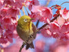 Ein Japan-Brillenvogel inmitten rosafarbener Kirschblüten. - CALVENDO Foto-Puzzle - calvendoverlag 29.99