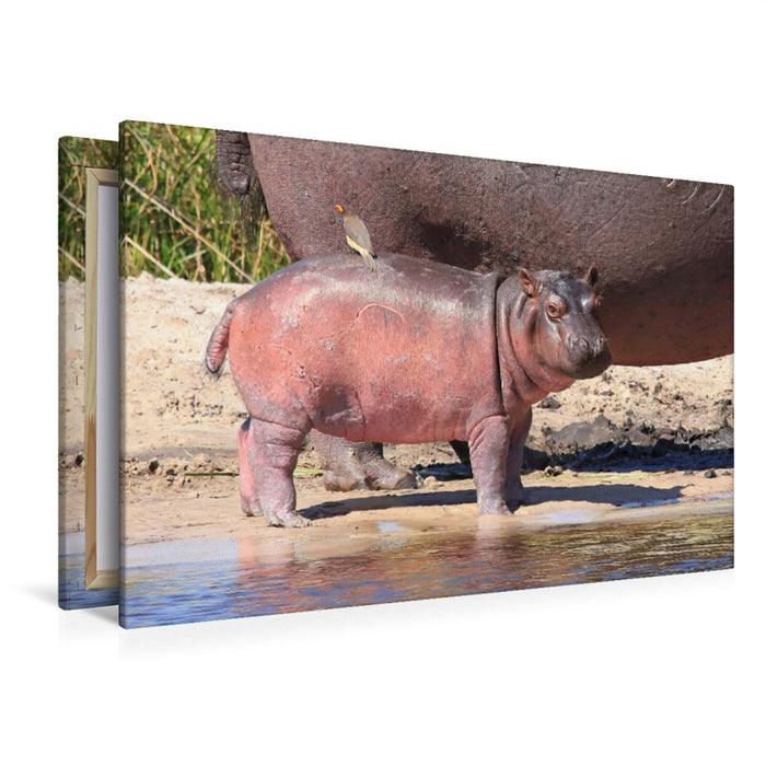 Premium textile canvas Premium textile canvas 120 cm x 80 cm landscape Buffalo Core Area, Caprivi, Namibia 