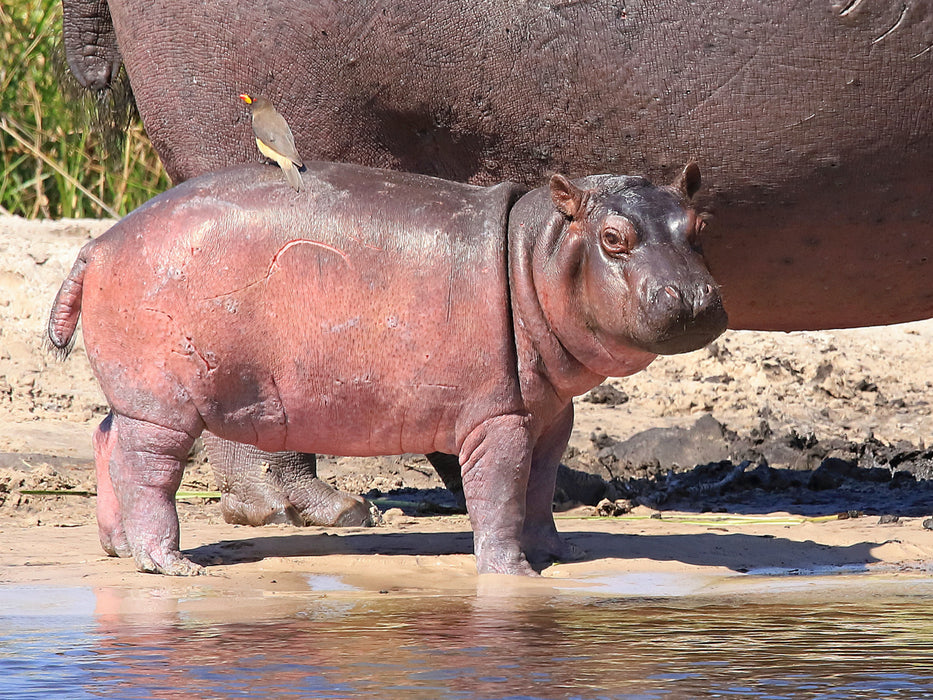 Buffalo Core Area, Caprivi, Namibia - CALVENDO Foto-Puzzle - calvendoverlag 29.99