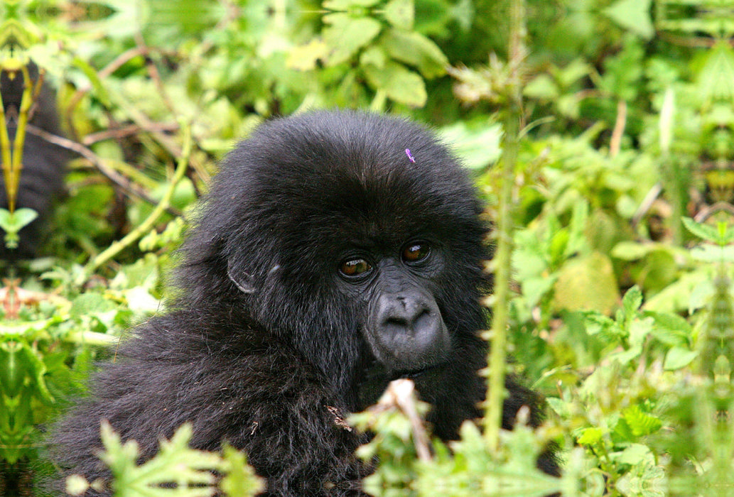 Premium textile canvas Premium textile canvas 120 cm x 80 cm landscape mountain gorilla in Rwanda 