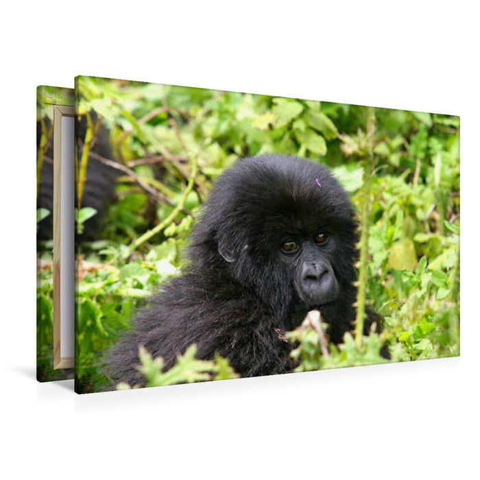 Premium textile canvas Premium textile canvas 120 cm x 80 cm landscape mountain gorilla in Rwanda 