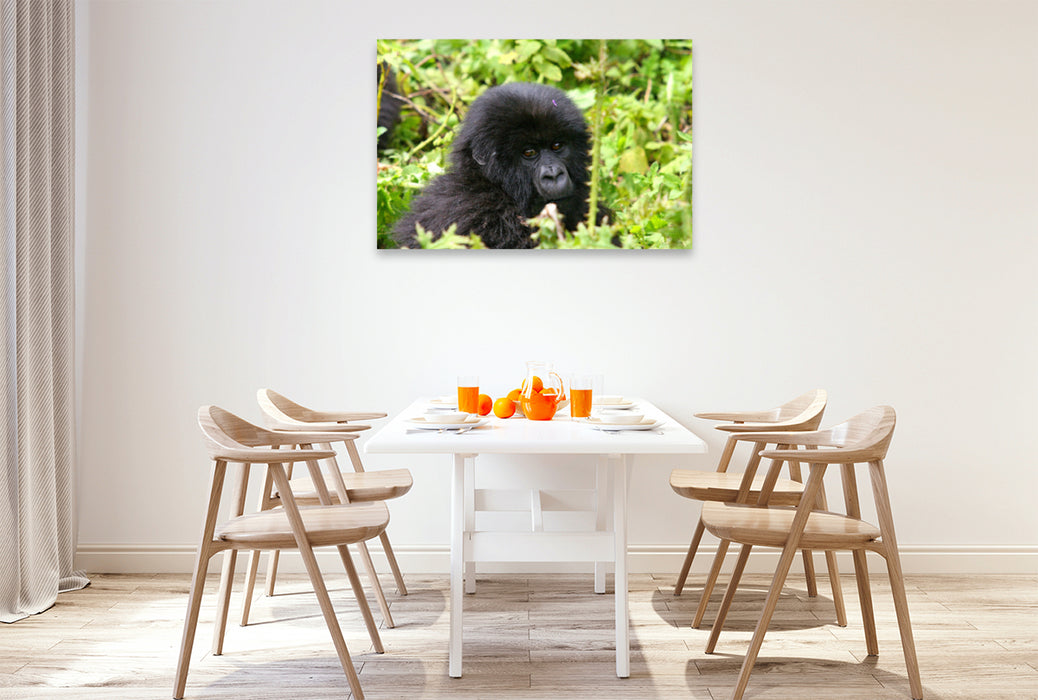 Premium textile canvas Premium textile canvas 120 cm x 80 cm landscape mountain gorilla in Rwanda 