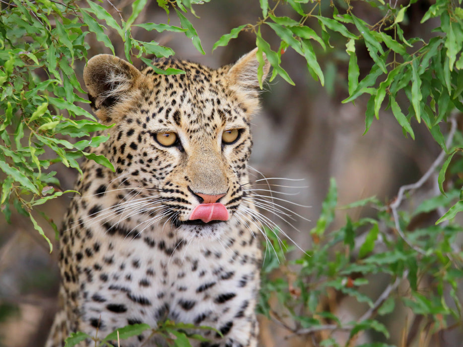 Junger Leopard - CALVENDO Foto-Puzzle - calvendoverlag 29.99
