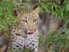 Junger Leopard - CALVENDO Foto-Puzzle - calvendoverlag 29.99