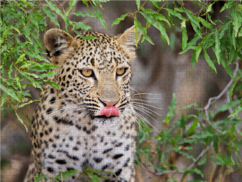 Junger Leopard - CALVENDO Foto-Puzzle - calvendoverlag 29.99