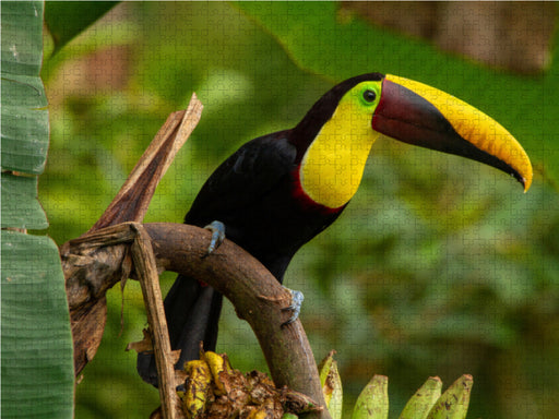 Leuchtender Goldkehltukan im Regenwald - CALVENDO Foto-Puzzle - calvendoverlag 29.99