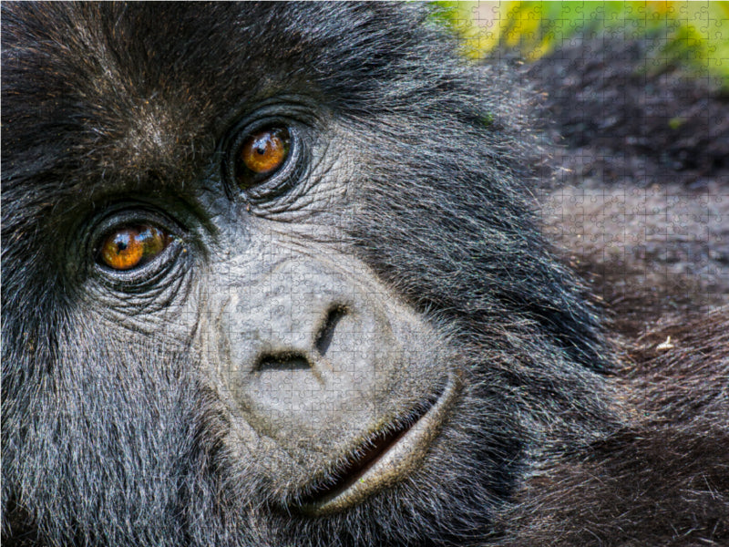 Junger Berggorilla (gorilla beringei beringei) , Ruanda - CALVENDO Foto-Puzzle - calvendoverlag 29.99