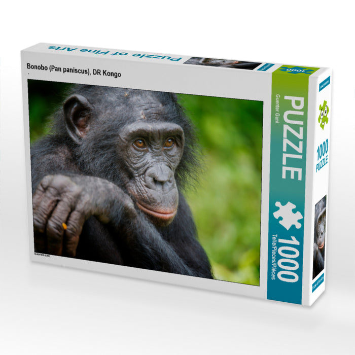 Bonobo (Pan paniscus), DR Kongo - CALVENDO Foto-Puzzle - calvendoverlag 29.99