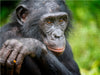 Bonobo (Pan paniscus), DR Kongo - CALVENDO Foto-Puzzle - calvendoverlag 29.99