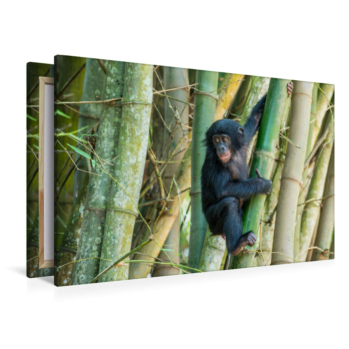 Toile textile premium Toile textile premium 120 cm x 80 cm paysage Jeune Bonobo (Pan paniscus), RD Congo 