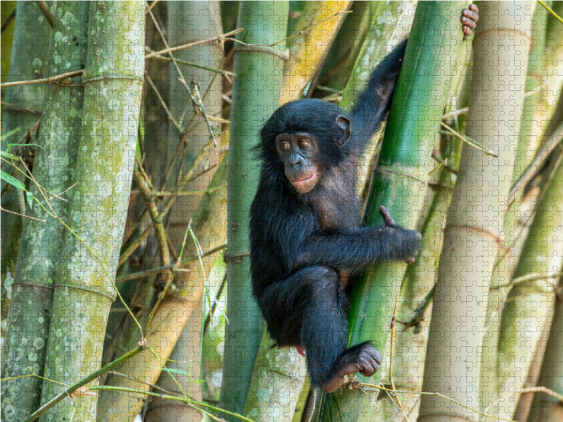 Junger Bonobo (Pan paniscus), DR Kongo - CALVENDO Foto-Puzzle - calvendoverlag 29.99