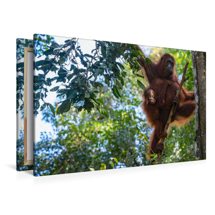 Premium Textil-Leinwand Premium Textil-Leinwand 120 cm x 80 cm quer Orang-Utan Familie (Pongo pygmaeus), Borneo