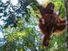 Orang-Utan Familie (Pongo pygmaeus), Borneo - CALVENDO Foto-Puzzle - calvendoverlag 29.99