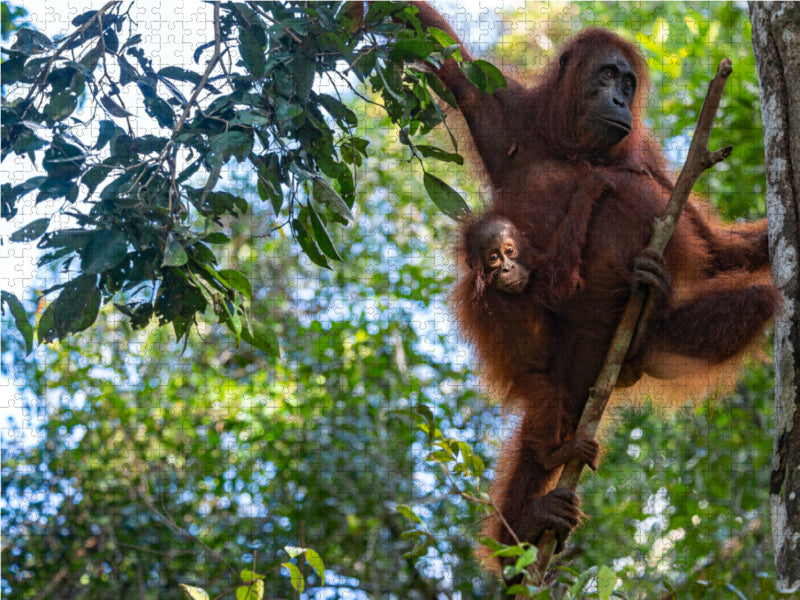 Orang-Utan Familie (Pongo pygmaeus), Borneo - CALVENDO Foto-Puzzle - calvendoverlag 29.99