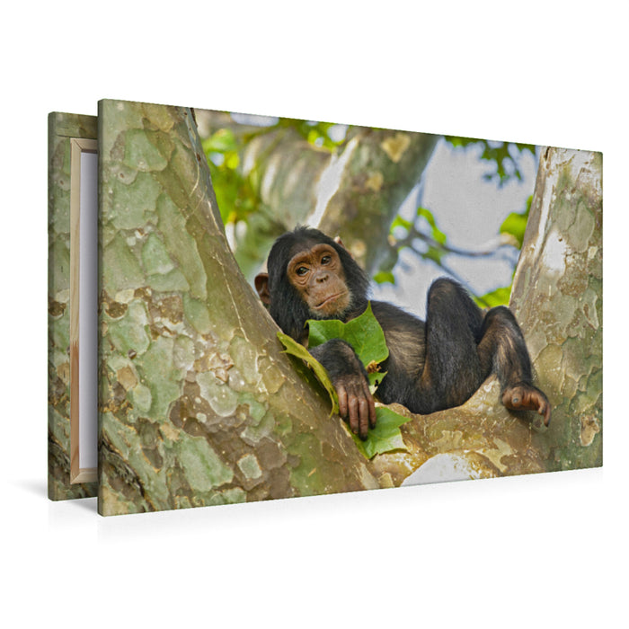 Premium Textil-Leinwand Premium Textil-Leinwand 120 cm x 80 cm quer Junger Schimpanse (Pan troglodytes), Gombe/Tanzania
