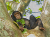 Junger Schimpanse (Pan troglodytes), Gombe/Tanzania - CALVENDO Foto-Puzzle - calvendoverlag 29.99