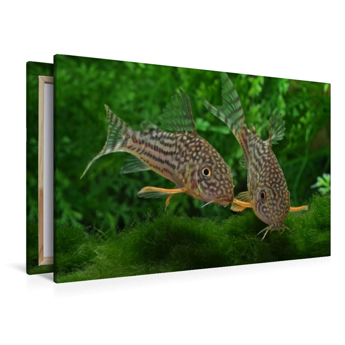 Premium Textil-Leinwand Premium Textil-Leinwand 120 cm x 80 cm quer Corydoras sterbai  - Gelbflossen Panzerwels