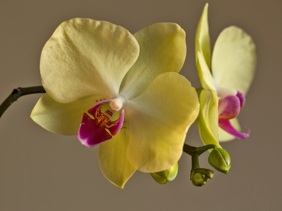 Blütenzauber Orchideen - CALVENDO Foto-Puzzle - calvendoverlag 29.99