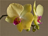 Blütenzauber Orchideen - CALVENDO Foto-Puzzle - calvendoverlag 29.99