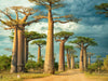 Straße der Baobabs, Region Menabe - CALVENDO Foto-Puzzle - calvendoverlag 29.99