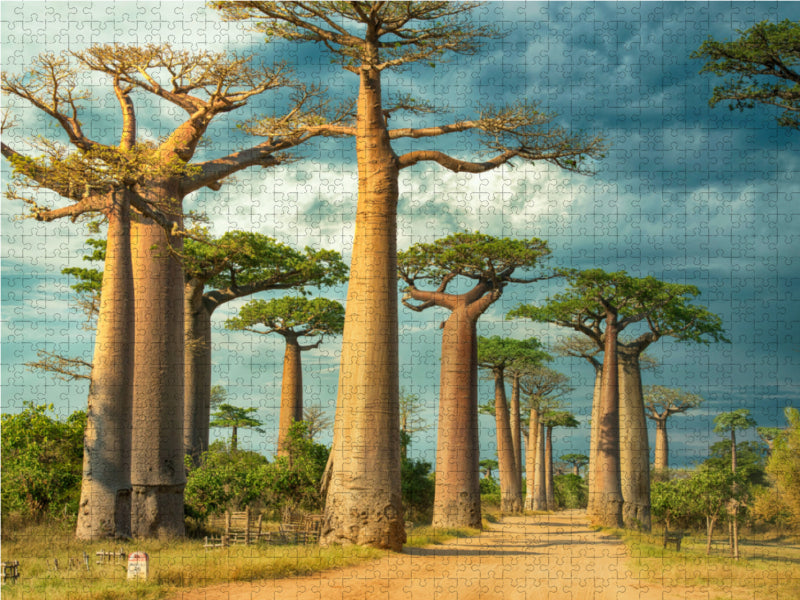 Straße der Baobabs, Region Menabe - CALVENDO Foto-Puzzle - calvendoverlag 29.99