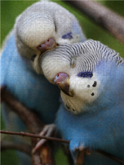 Süße Welliküken! - CALVENDO Foto-Puzzle - calvendoverlag 29.99