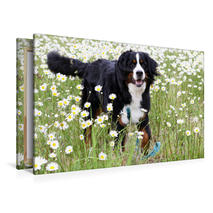 Premium Textil-Leinwand Premium Textil-Leinwand 120 cm x 80 cm quer Berner Sennenhund