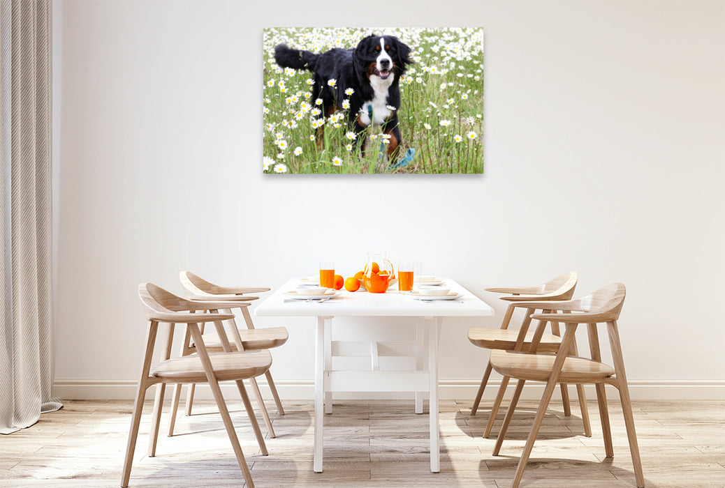 Premium Textil-Leinwand Premium Textil-Leinwand 120 cm x 80 cm quer Berner Sennenhund