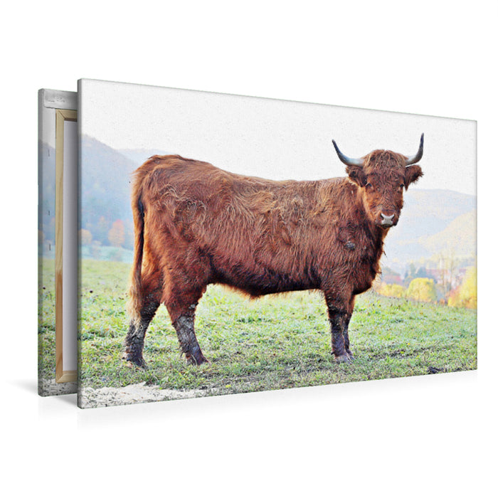 Premium Textil-Leinwand Premium Textil-Leinwand 120 cm x 80 cm quer Ein Motiv aus dem Kalender Highland Cattle, die Hochlandrinder aus Pfeffingen